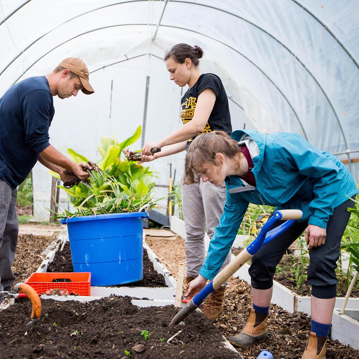 Photo of students working in a greenhouse on 伊甸堂校园